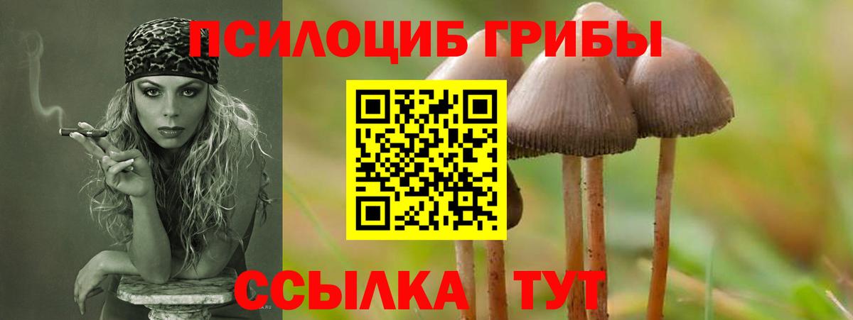 Ишим  Псилоцибиновые грибы Psilocybine cubensis  Вход с VPN 